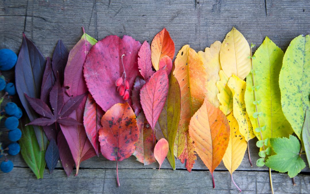 colorful and different kinds of leaves