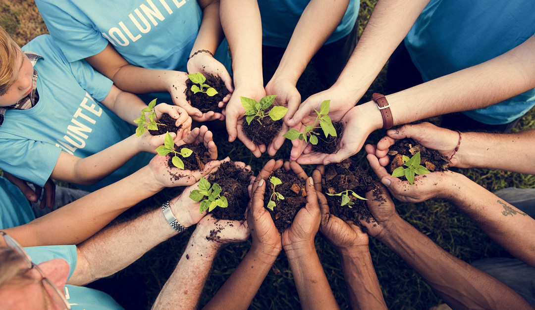 Volunteers holding a plant on their hand