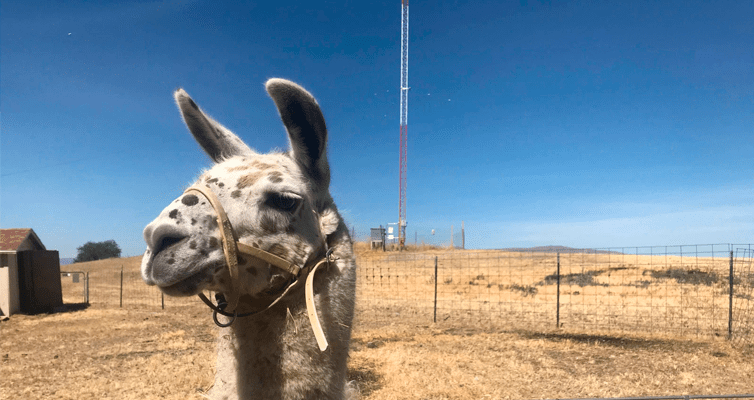 head of a camel on the open ground